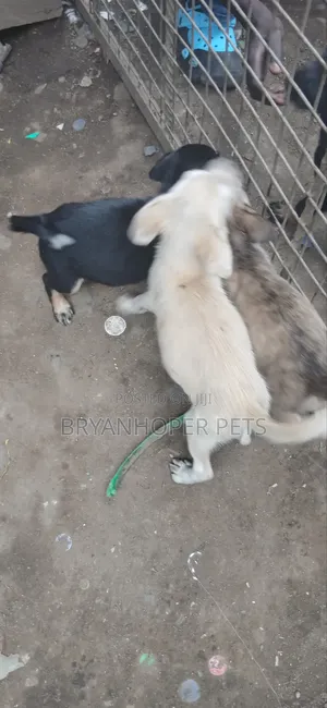 3-6 months Female Mixed Breed German Shepherd