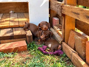 1-3 months Male Purebred Dachshund