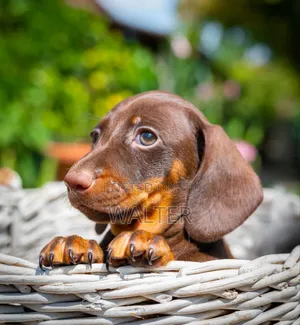1-3 months Male Purebred Dachshund
