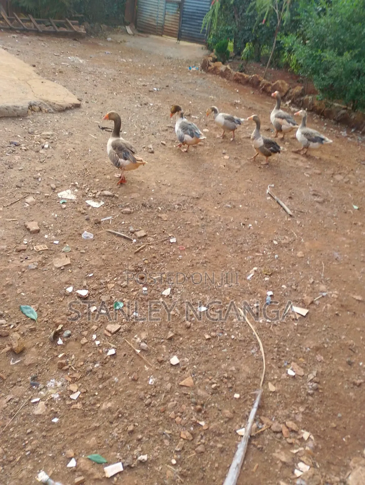Selling Goose