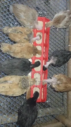 1 Month Old Pure Kienyeji Chicks