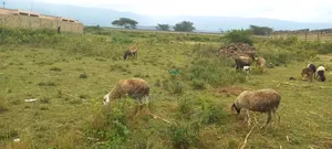 Mai Mahiu Prime 50x100 Near Governors Senior School Freehold Title