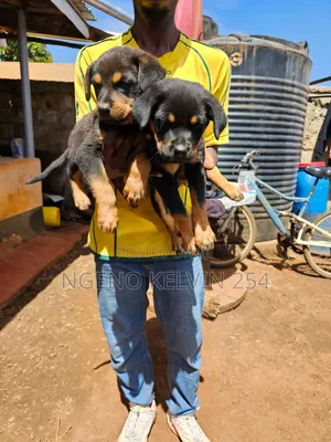 1-3 months Female Purebred Rottweiler