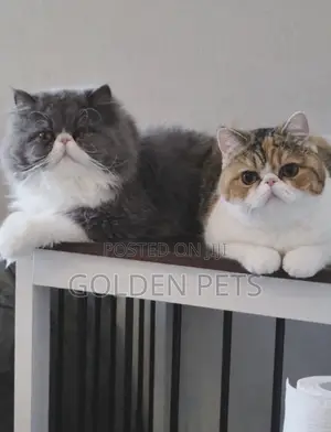 3-6 months Male Purebred Persian