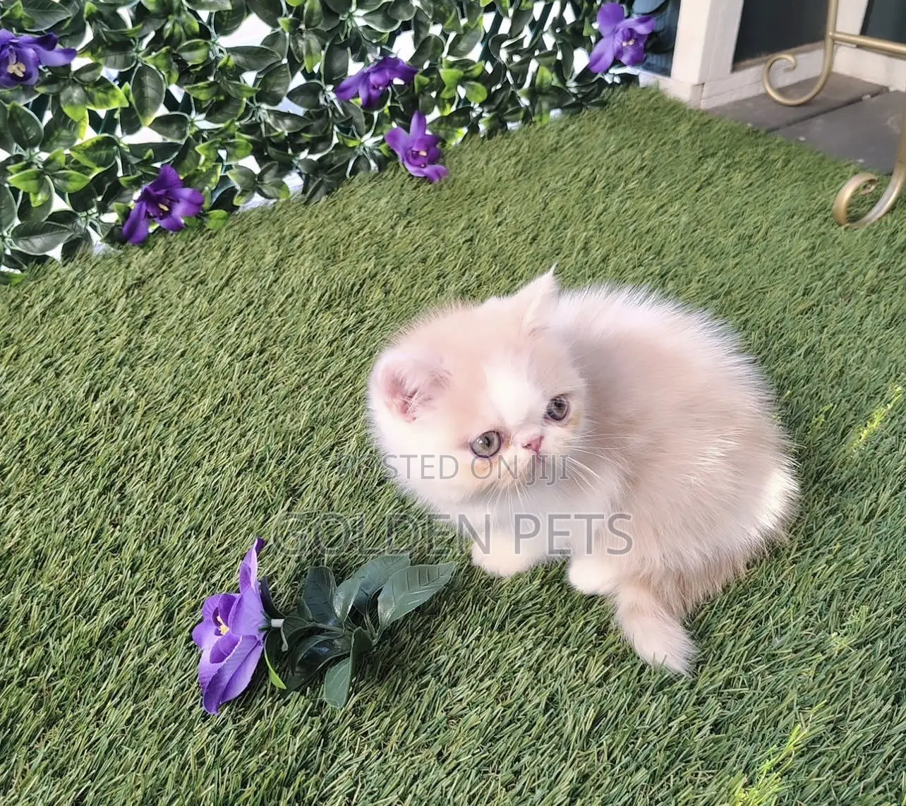 1-3 months Male Purebred Persian