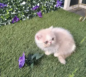 1-3 months Male Purebred Persian
