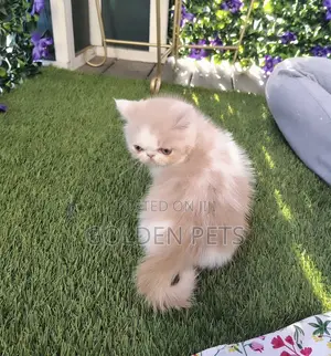 3-6 months Male Purebred Persian