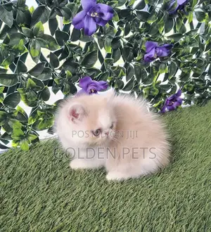 1-3 months Female Purebred Persian
