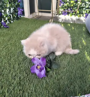 1-3 months Male Purebred Persian