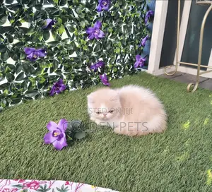 1-3 months Male Purebred Persian