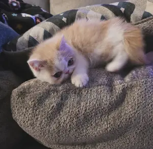 1-3 months Female Purebred Persian