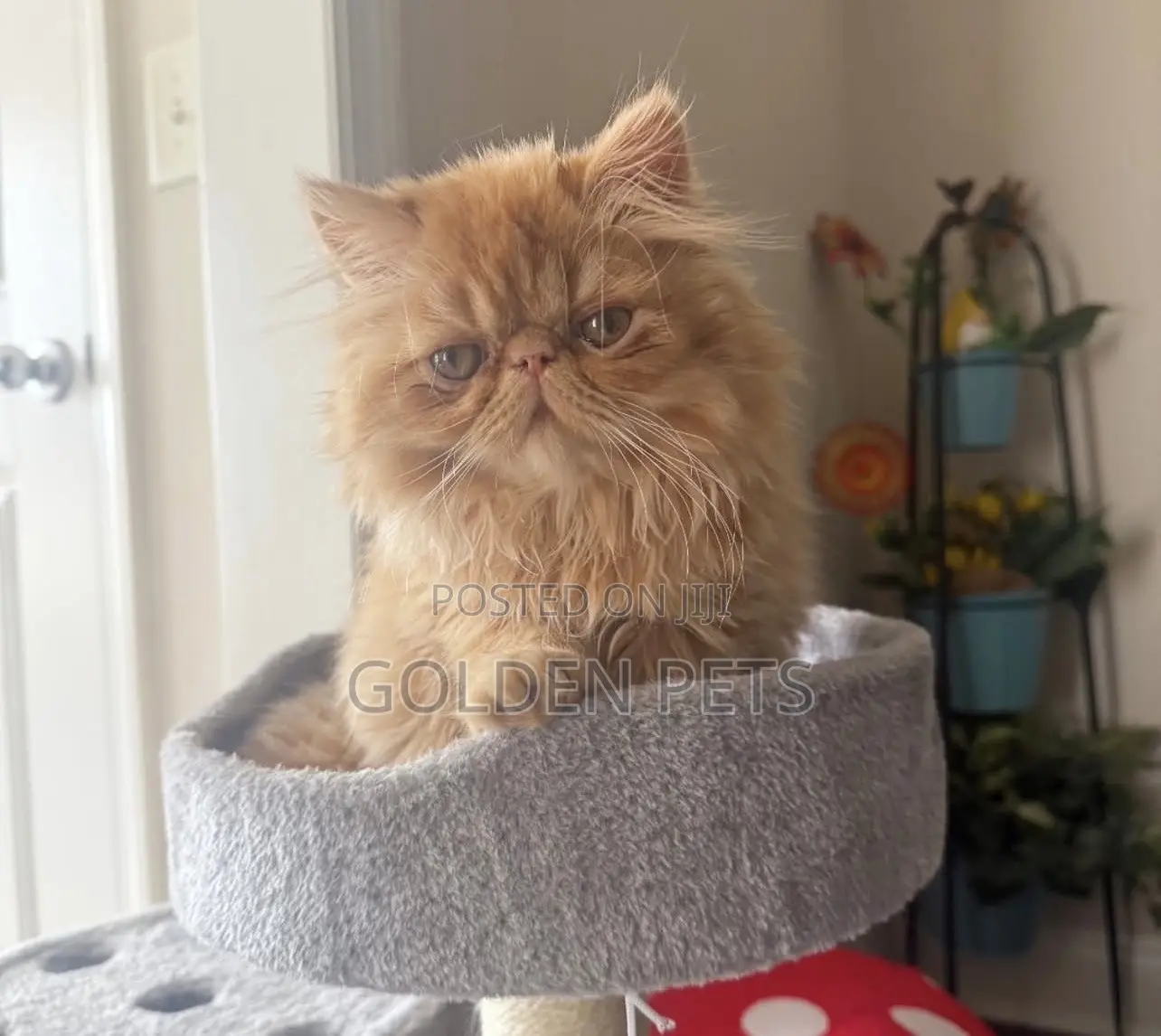 1-3 months Female Purebred Persian