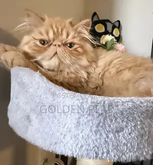 3-6 months Female Purebred Persian