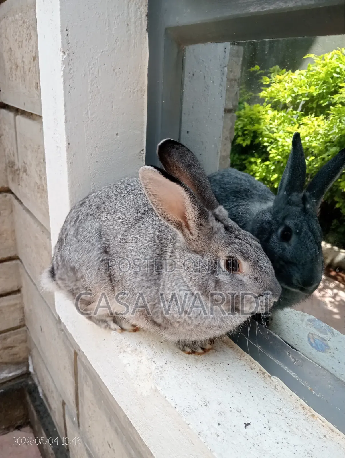 Chinchilla Rabbit