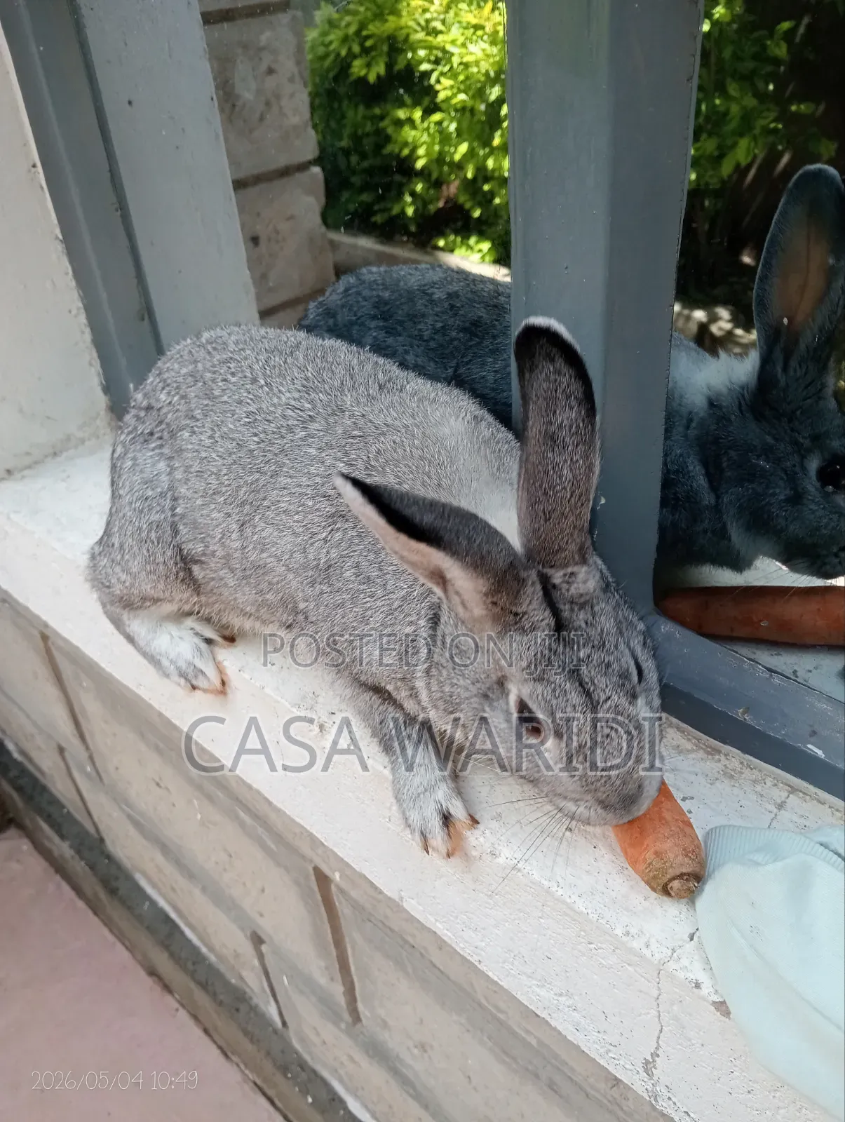 Chinchilla Rabbit