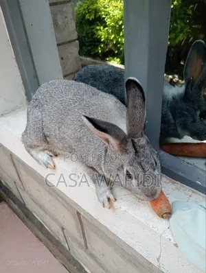 Chinchilla Rabbit