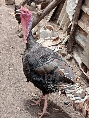 Male Turkey