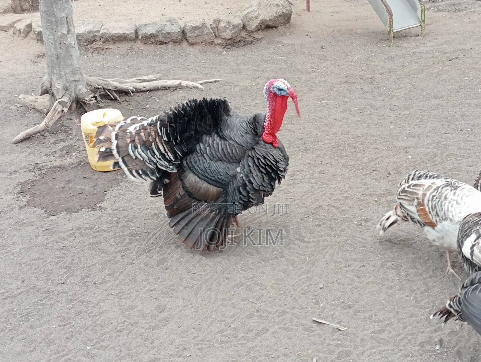 Male Turkey