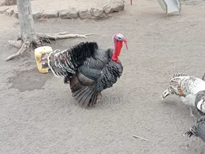 Male Turkey