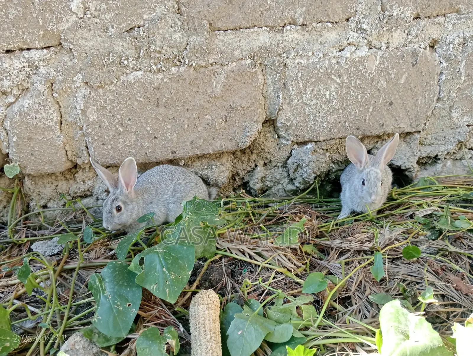 American Chinchilla