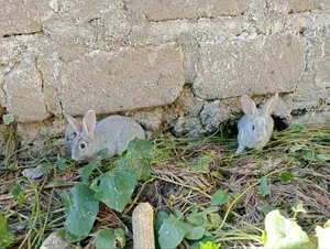 American Chinchilla