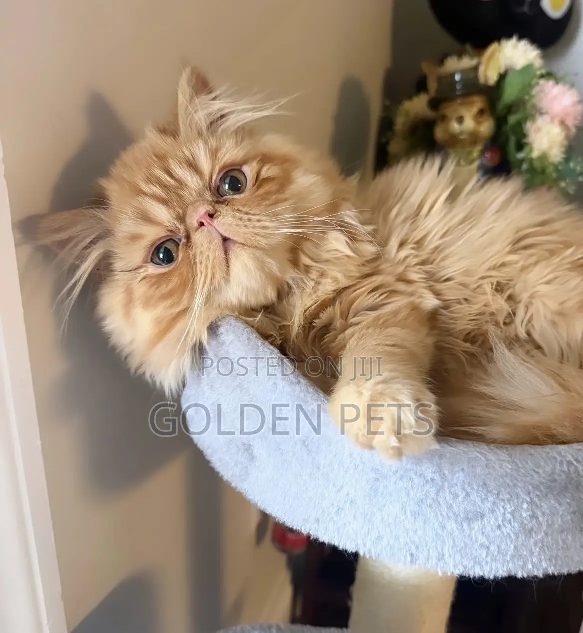 1-3 months Male Purebred Persian