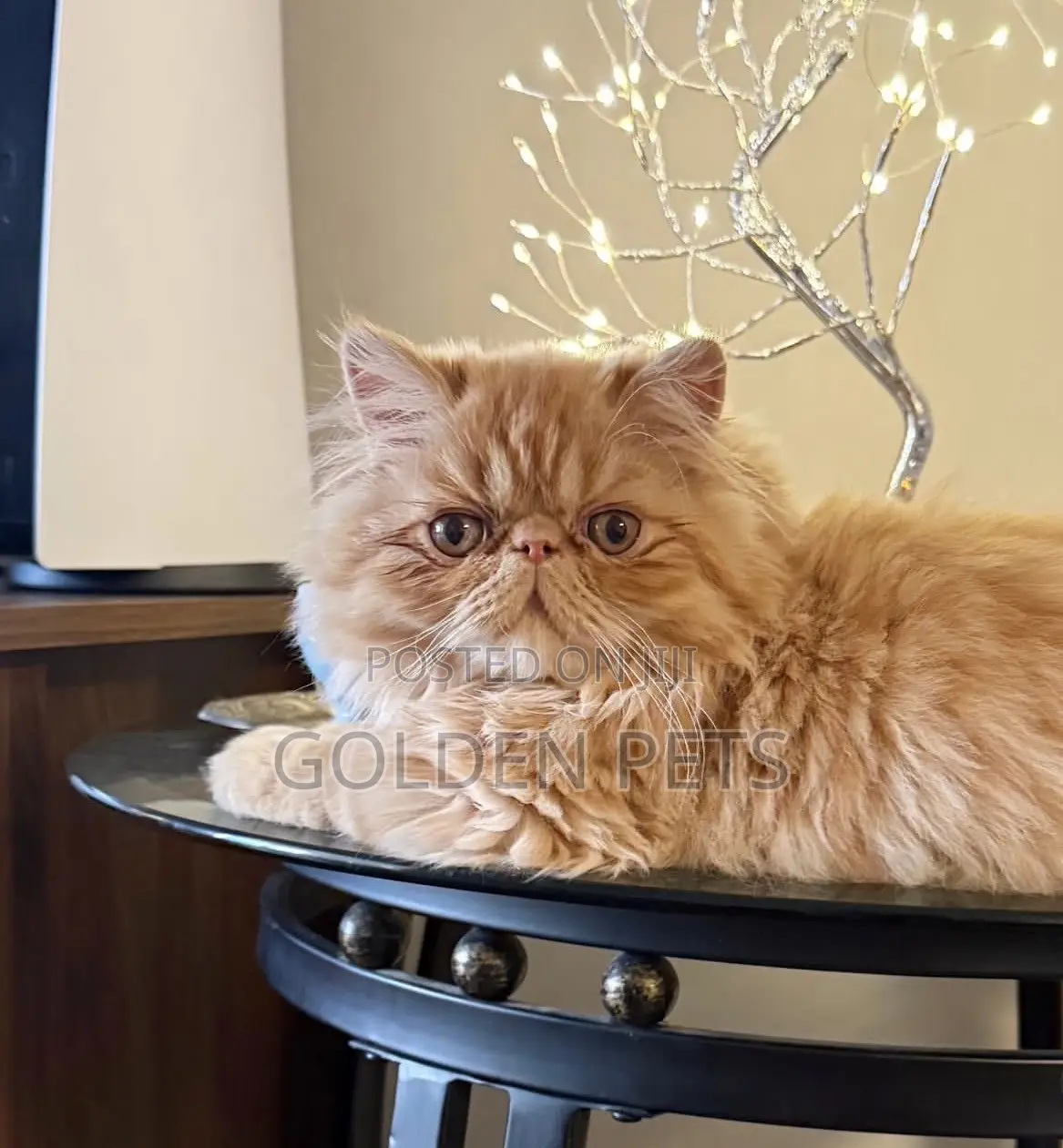 1-3 months Male Purebred Persian