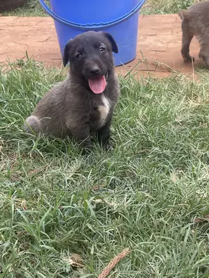 1-3 months Male Purebred Belgian Malinois