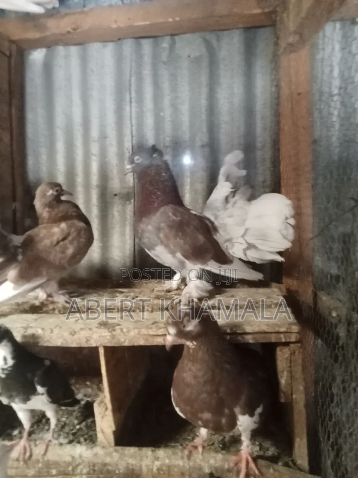 Pigeons Available