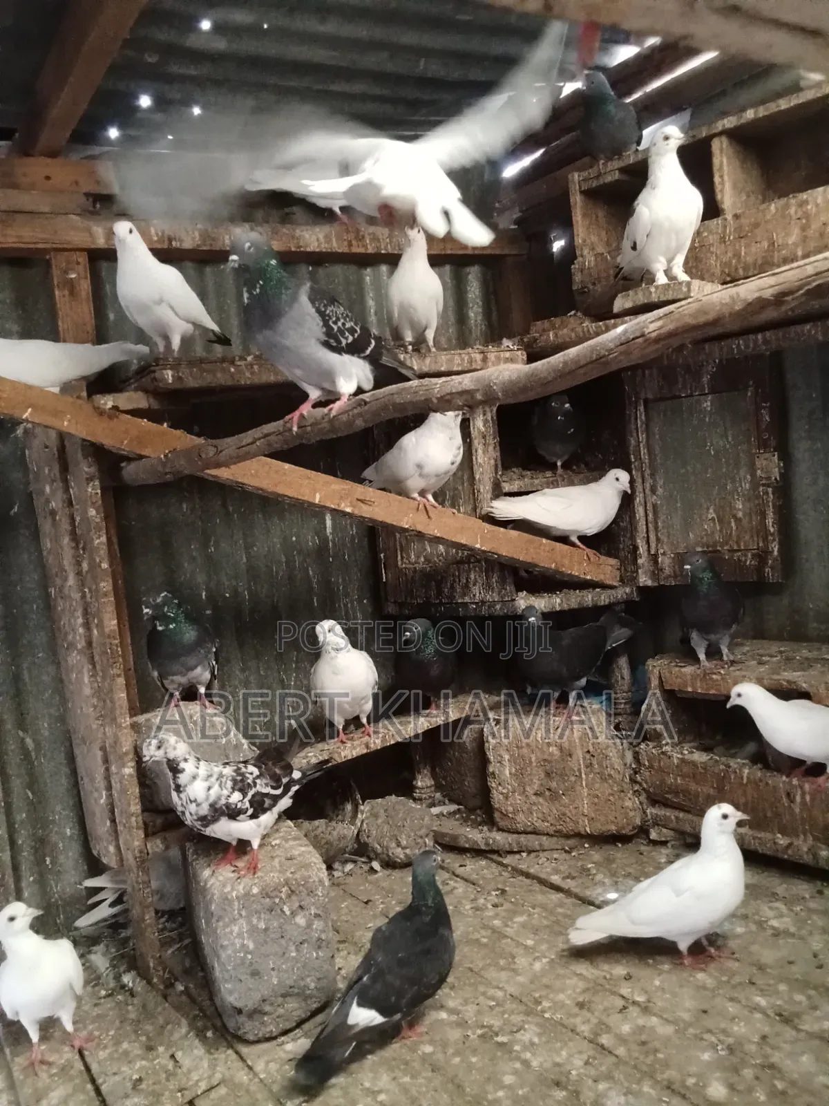 Pigeons Available