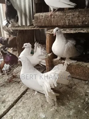 Pigeons Available