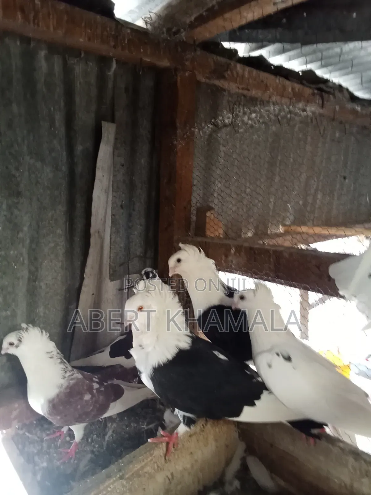 Pigeons Available