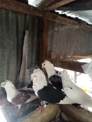 Pigeons Available
