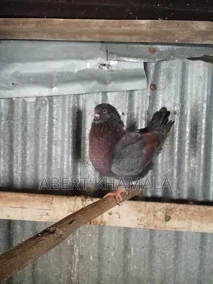 Pigeons Available