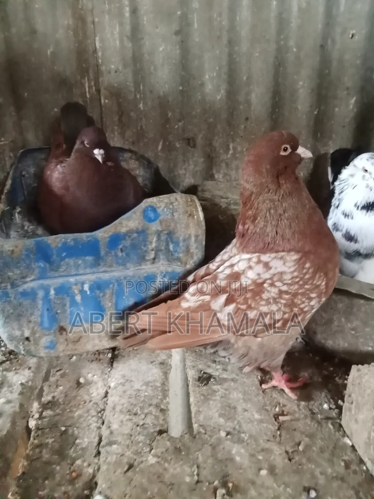 Pigeons Available