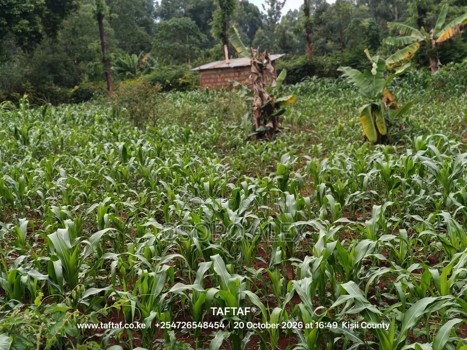 Land for Sale