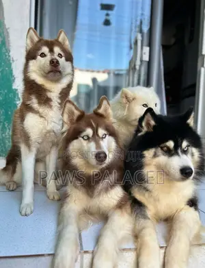 3-6 months Female Purebred Siberian Husky