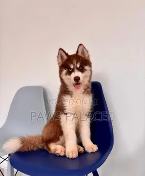 3-6 months Female Purebred Siberian Husky
