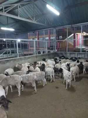 Sheep for Sale