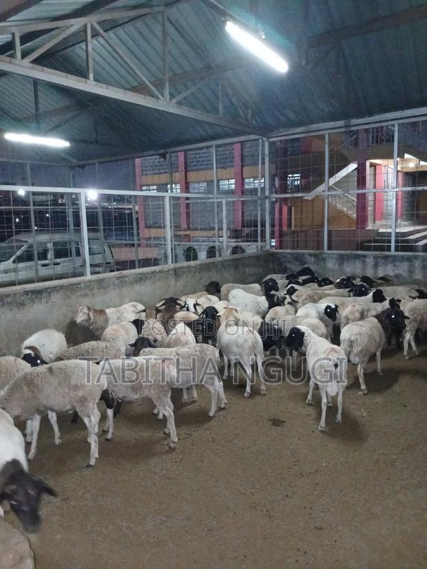 Sheep for Sale