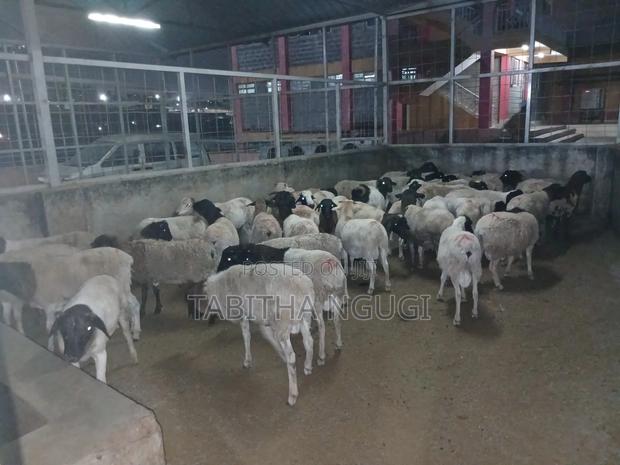 Sheep for Sale - thumbnail 2