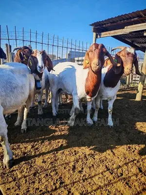 Mature Boer Goats