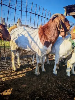 Mature Boer Goats