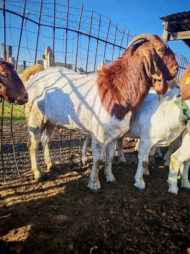 Mature Boer Goats