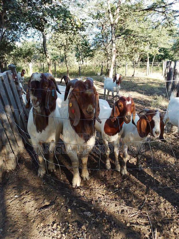 Mature Boer Goats - thumbnail 3