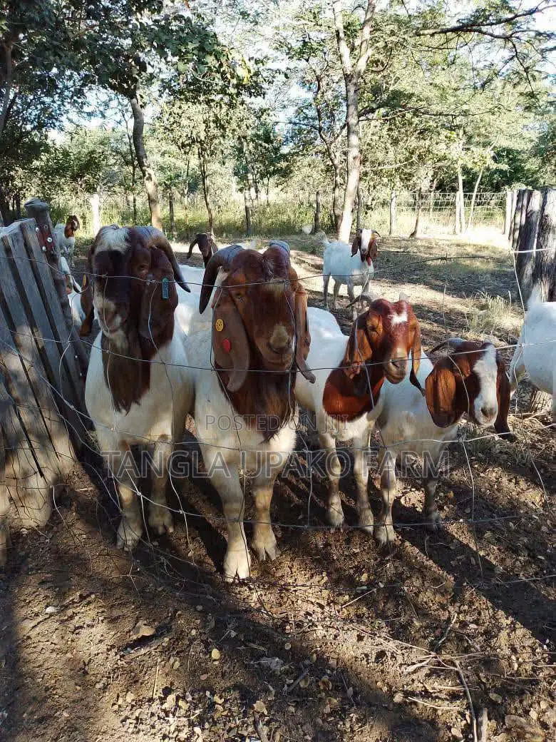 Mature Boer Goats