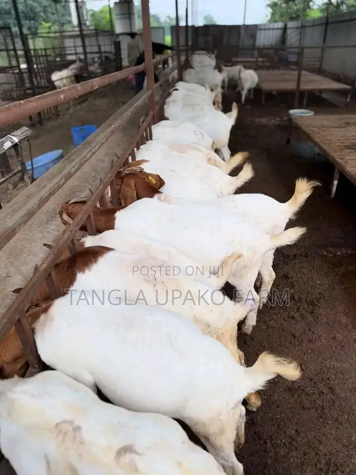 Mature Boer Goats
