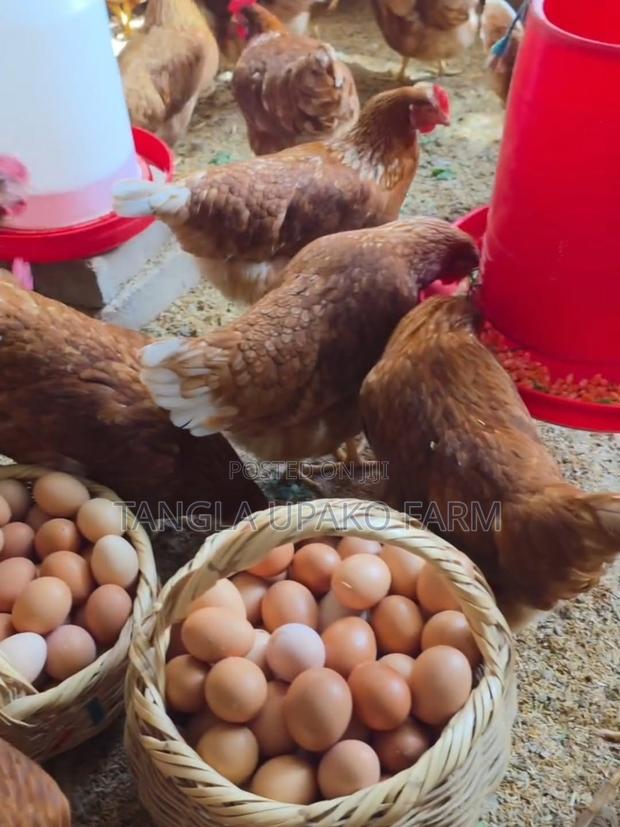 Wholesale Fresh Eggs