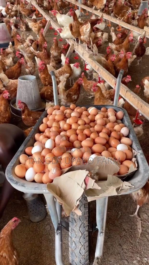 Wholesale Fresh Eggs - thumbnail 2