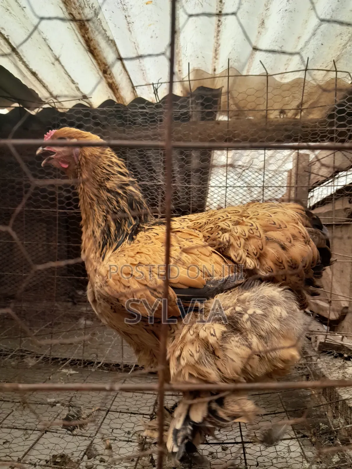 Cleanlife Farms